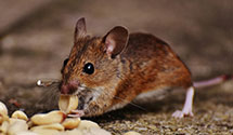24 Hour & Emergency Exterminators in Hastings, OK